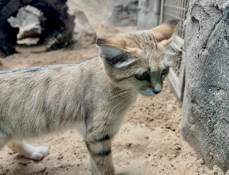 Берлинский зоопарк 11.jpg