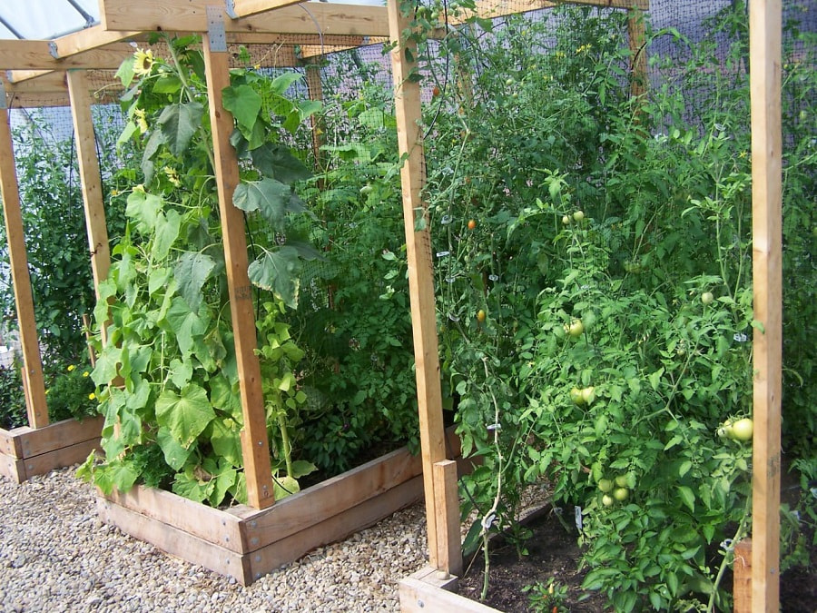 шпалеры на даче шпалеры на даче3.jpg