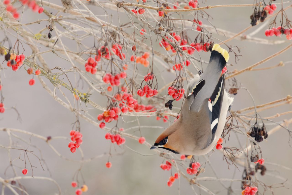 Инна Шкурко_свиристель.png