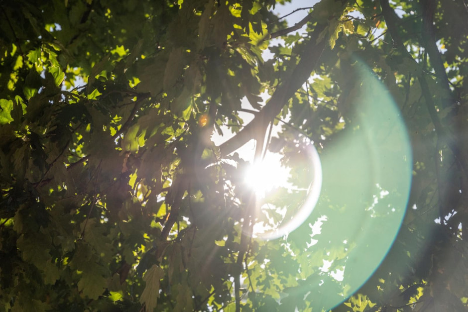 9-Солнце пробивается сквозь крону дерева.jpg