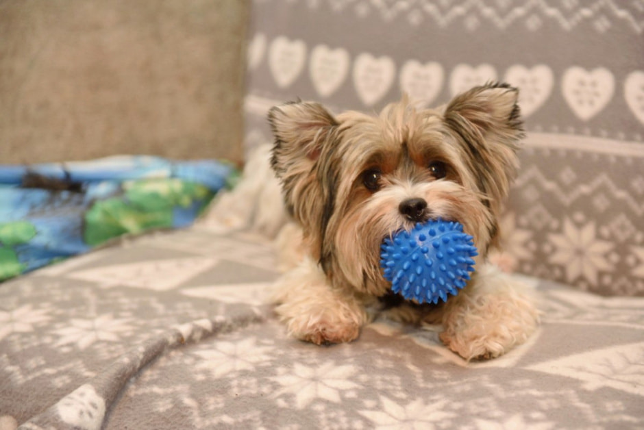 Зоогостиница 4 лапы 18.jpg