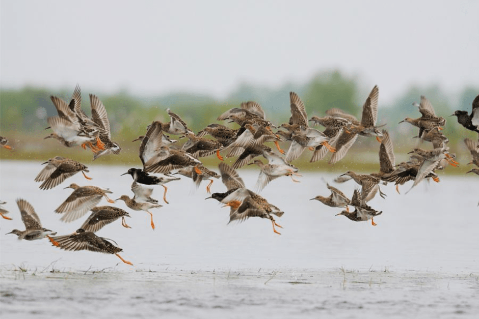 Турухтаны 14.png