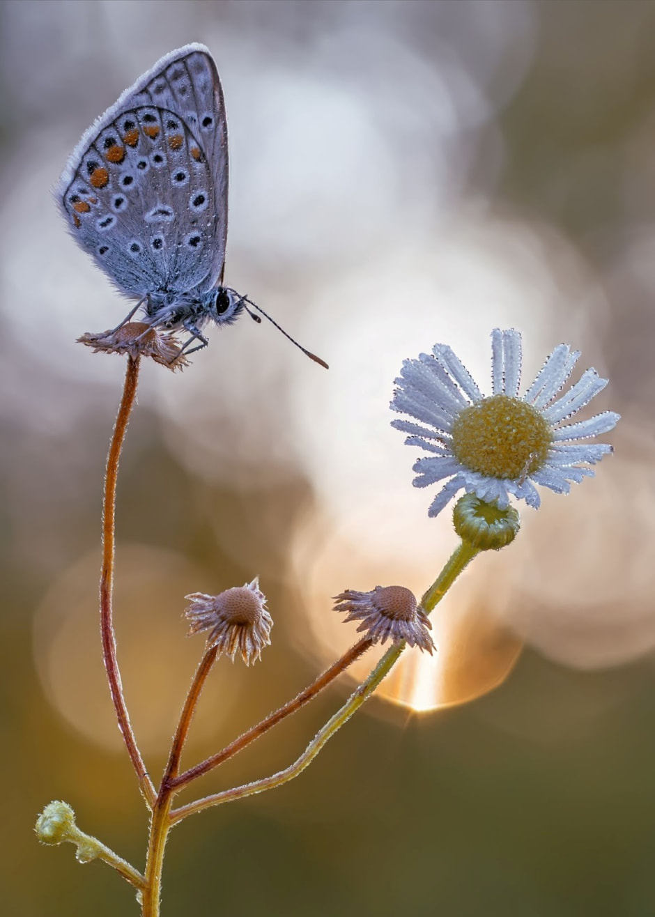 Финалисты конкурса Дикая природа Беларуси-2024 15.jpg