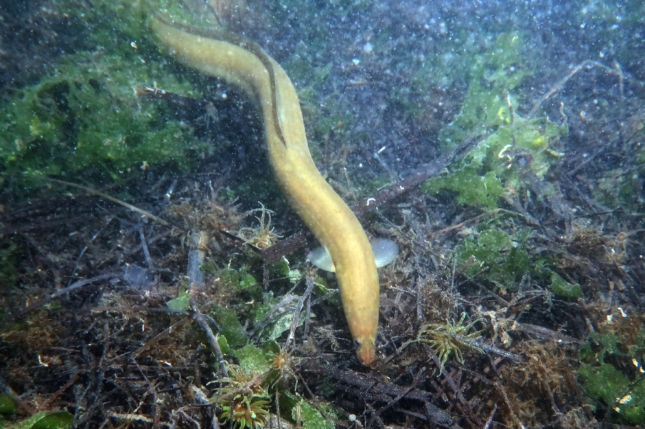 Речные раки 8.png