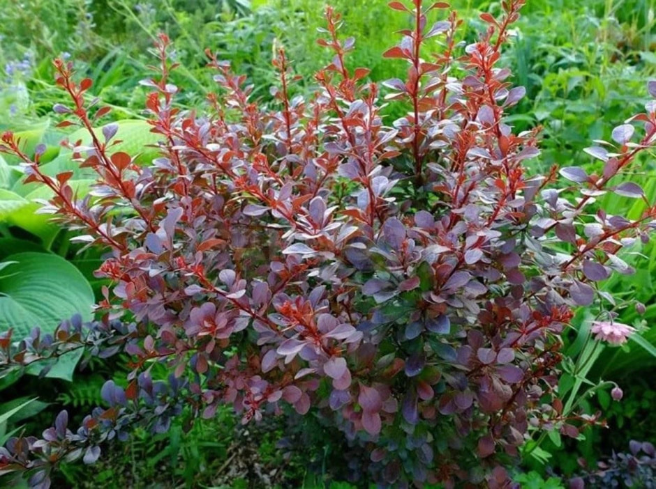 Какие растения не надо обрезать весной 11.jpg