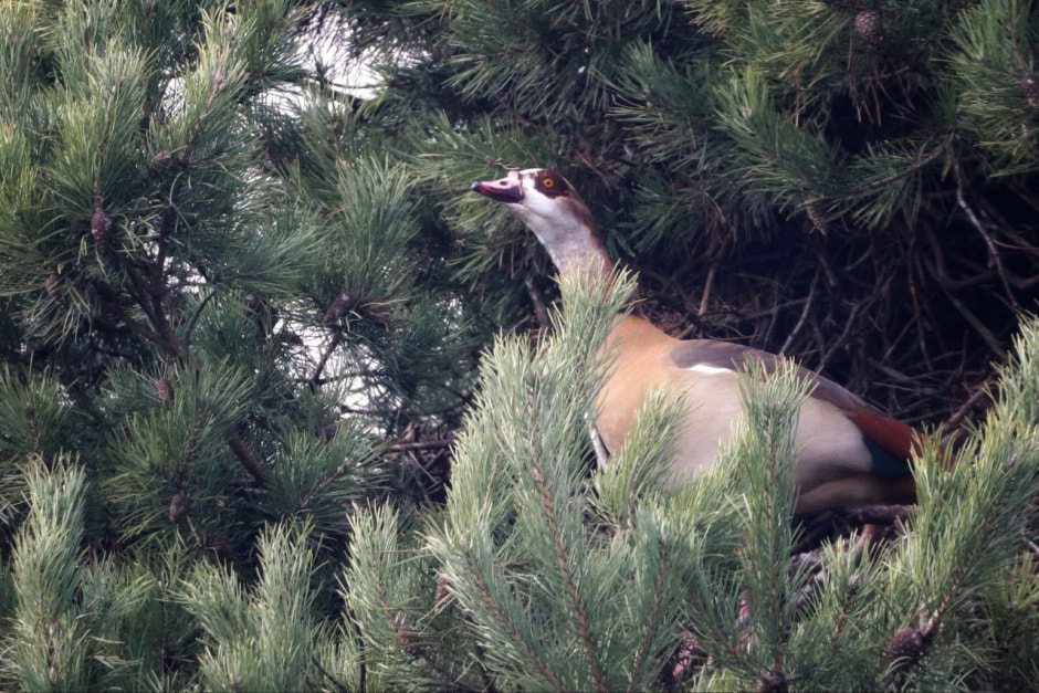Александр Винчевский Нильский гусь_1.jpg