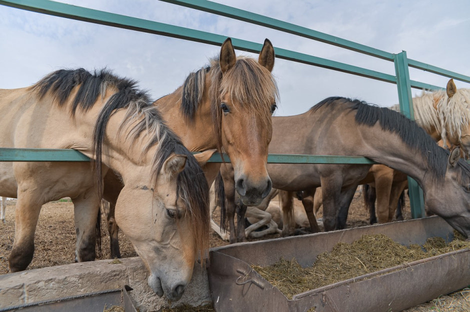 Лошади в Столинском районе 18.jpg
