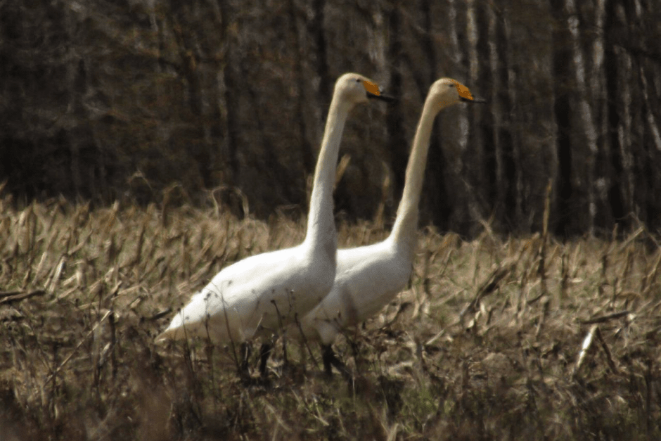 Лебедь-кликун 9.png