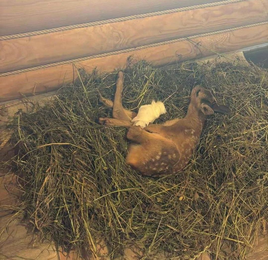 детеныш косули.jpg