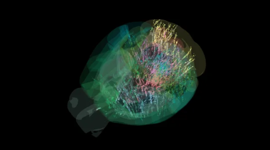 На этой карте показаны десятки тысяч клеток мозга, проанализированных на разных этапах принятия решений
