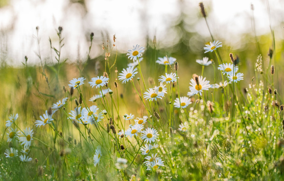 Лето. Ромашки Лето. Ромашки