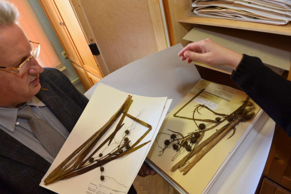 Гербарий Института экспериментальной ботаники 9.jpg