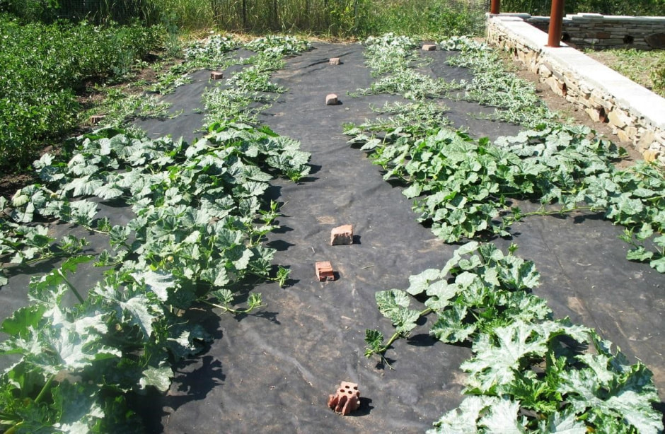 Арбузы и дыни на даче 6.jpg