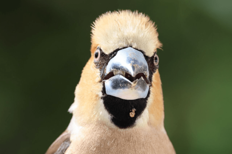 Фотограф дикой природы Инна Шкурко 3_Дубонос 2.png