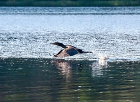 Бакланов часто винят в разорении водоемов и порче деревьев. Справедливо ли это, узнали у орнитологов