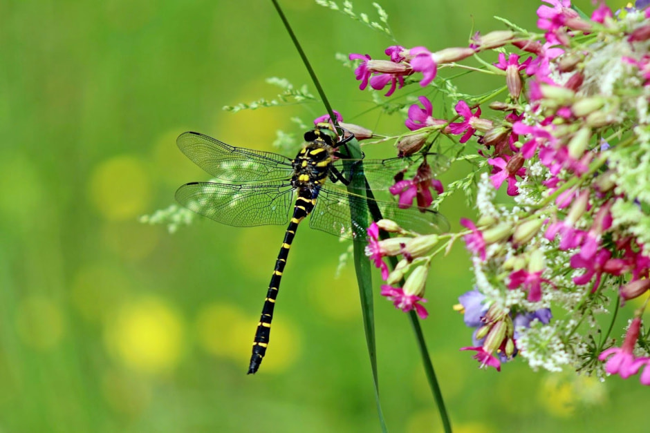 Стрекозы в Беларуси 10.jpg
