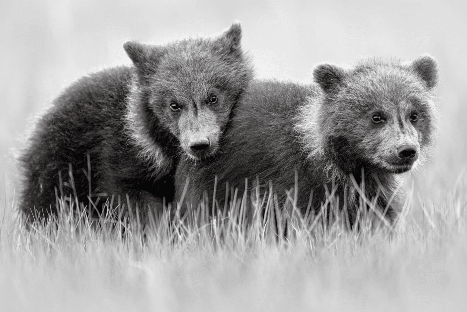 заботливые медведи, Аляска, фото Прити и Пашанд Чако