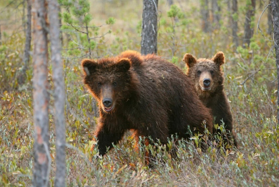 Бурый медведь 1.jpg