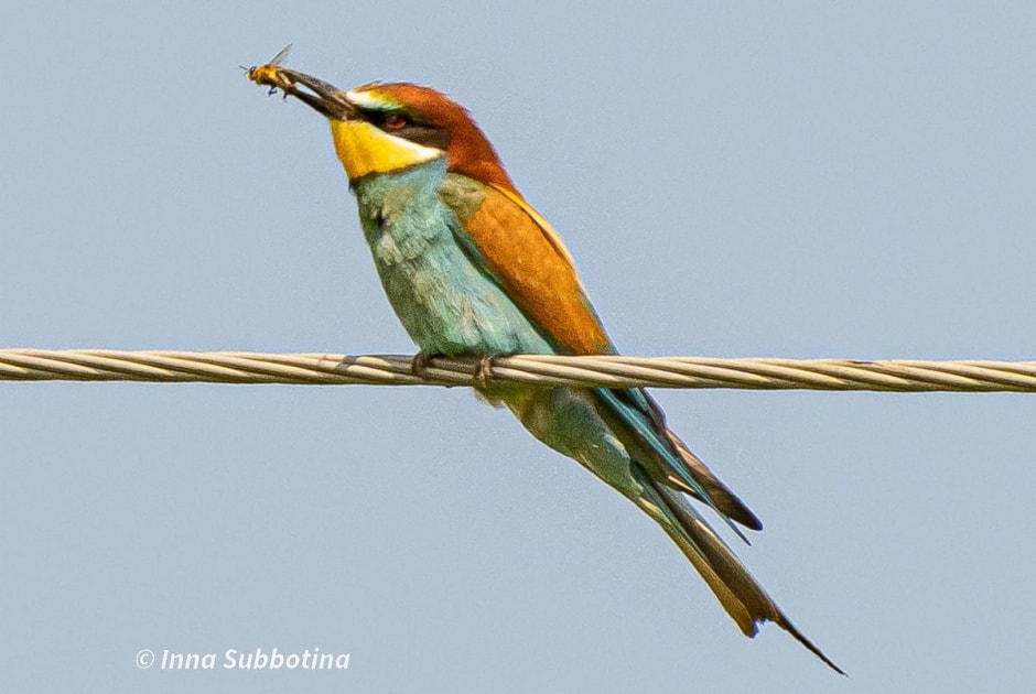 Золотистая щурка 10.jpg Золотистая щурка 10.jpg