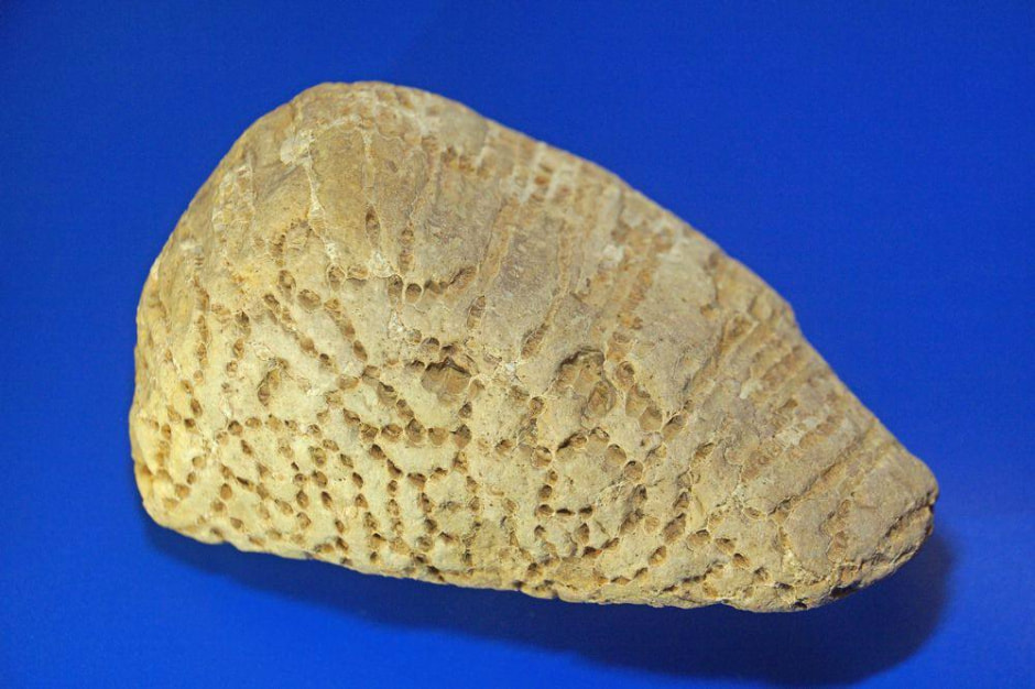 Находка археолога 2.jpg