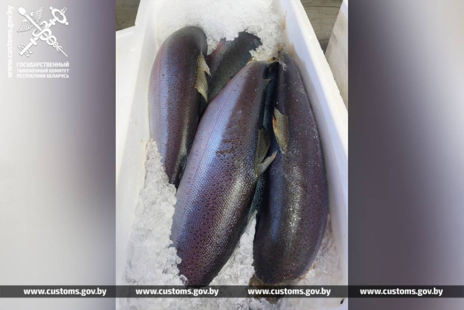 форель гтк 3.jpg