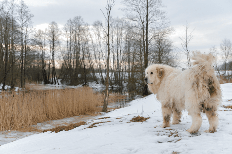 Фермер хутор Ёдишки 25.png