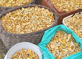 “Заплатите налоги и штрафы”: 72 кг грибов собрали в лесу этого района Беларуси за 16 часов