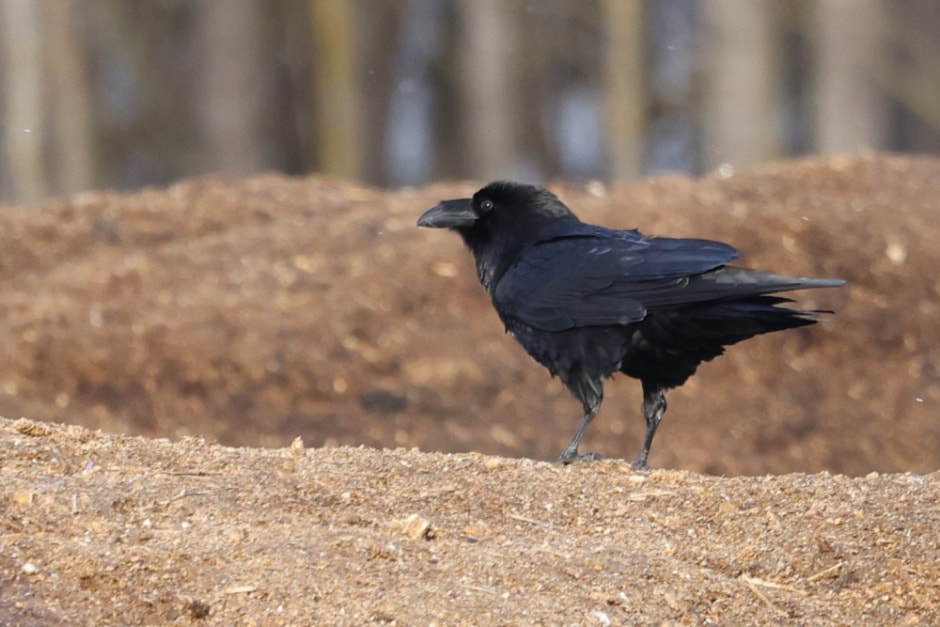 Врановые птицы Беларуси 4.jpg