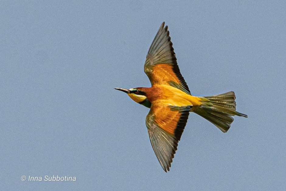 Золотистая щурка 4.jpg Золотистая щурка 4.jpg