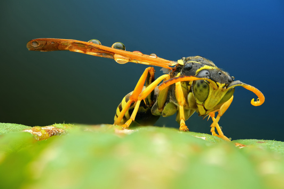 Макрофото насекомых 6.png