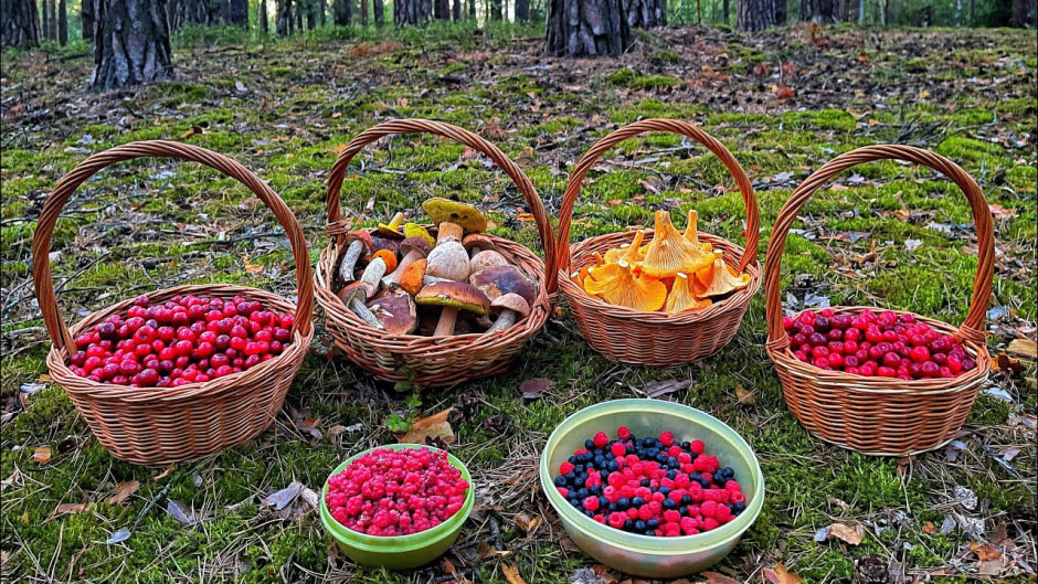 Фото иллюстративное грибы ягоды