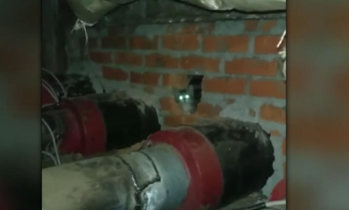 Котята Брест спасение.jpg