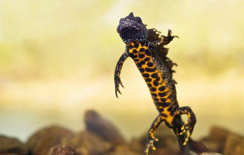 Гребенчатый тритон