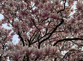 Снега не будет, а к пятнице воздух прогреется до +20. Рябов дал прогноз на неделю с 13 по 19 апреля