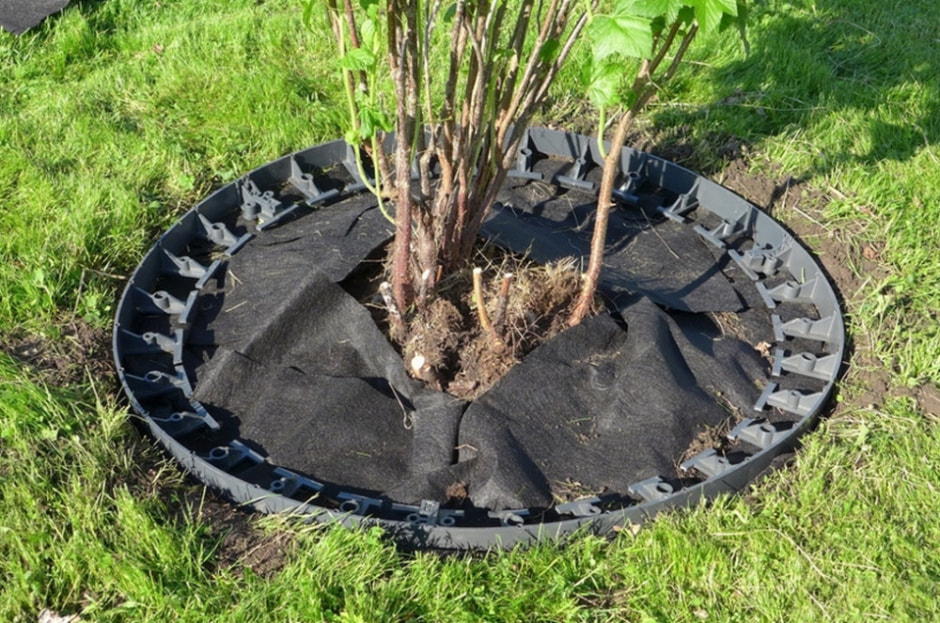 Как ухаживать за приствольными кругами 7.jpg