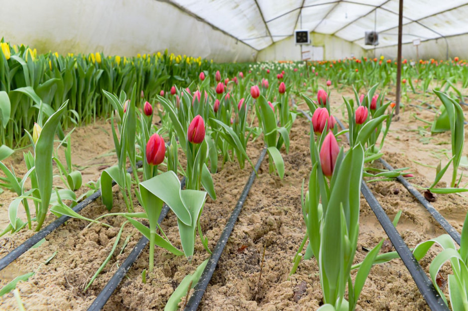 Репортаж из теплицы с тюльпанами 6.jpg
