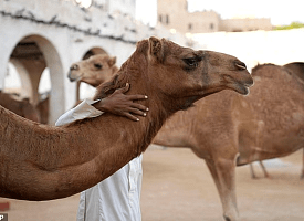 В Омане 20 верблюдов сняли с конкурса красоты из-за ботокса и “уколов в горб”