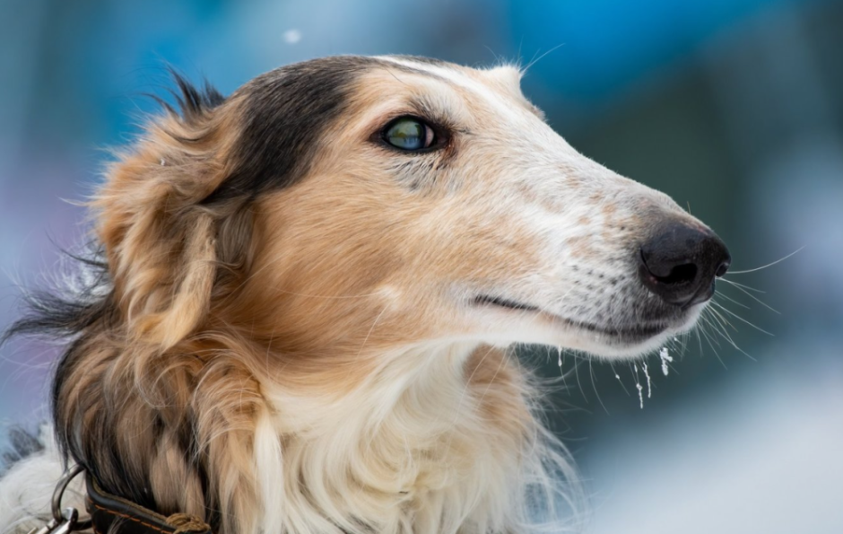 собака.png собака.png