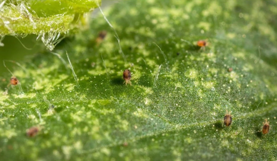 Как бороться с паутинным клещом 4.jpg