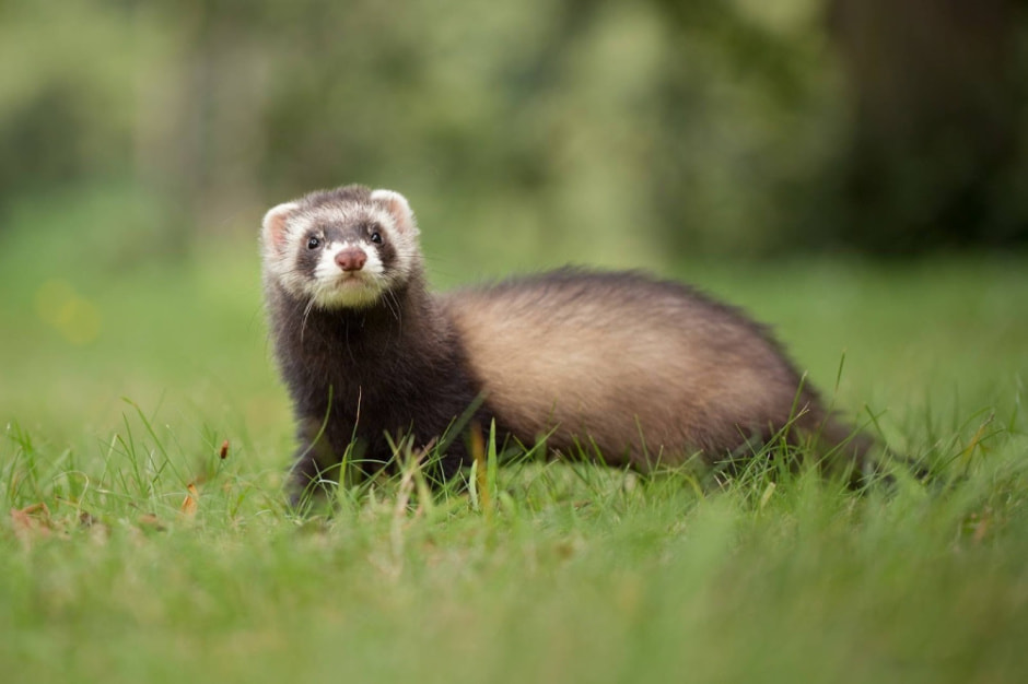 Факты про обыкновенного хомяка 11_Степной хорек.jpg