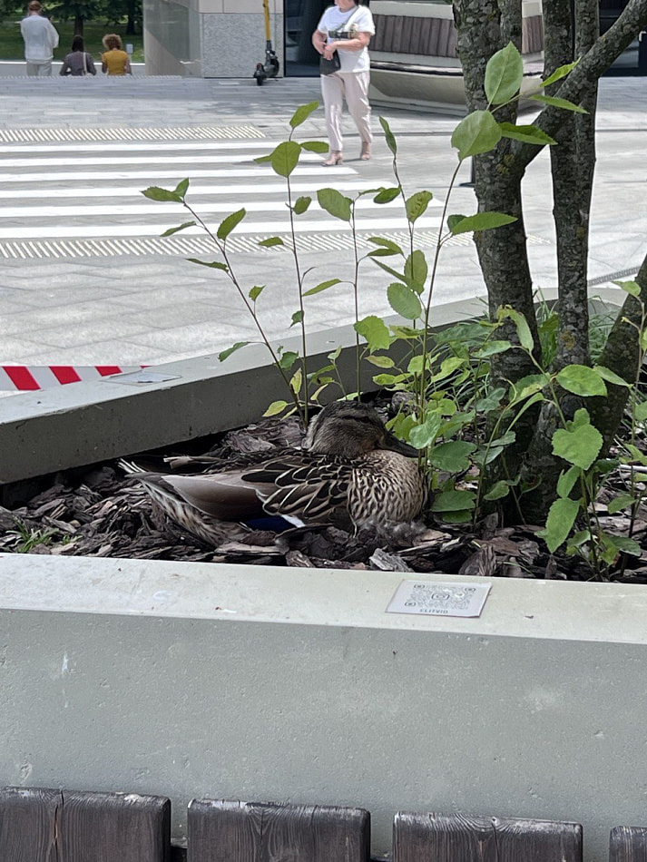 У кряквы Копейки, которая обосновалась возле центрального офиса Сбербанка, вылупились утята.jpg