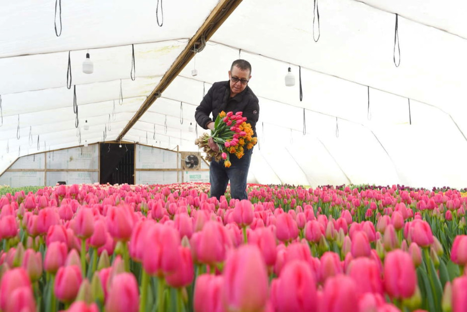 Как на Полесье выращивают тюльпаны 31.jpg