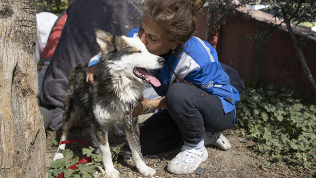 Спасенная собака.jpg