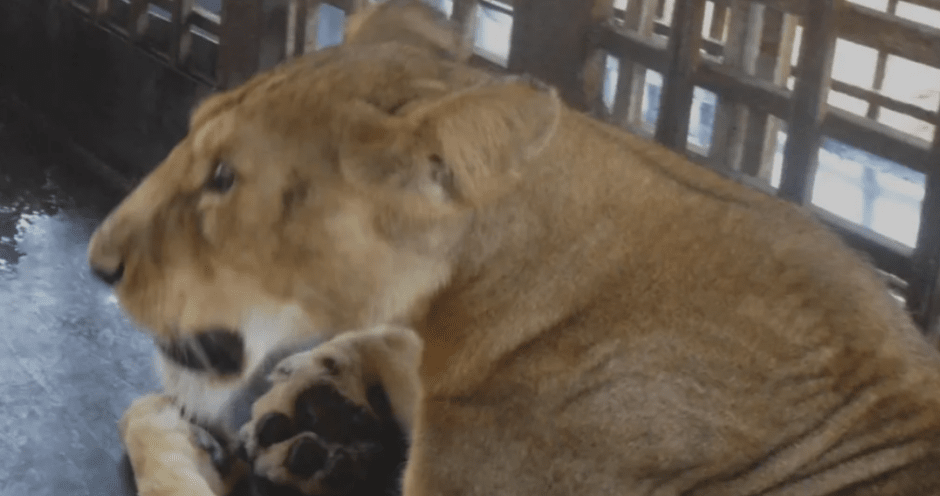 Лев насмерть растерзал смотрителя зоопарка при Президентской библиотеке в Нигерии.png