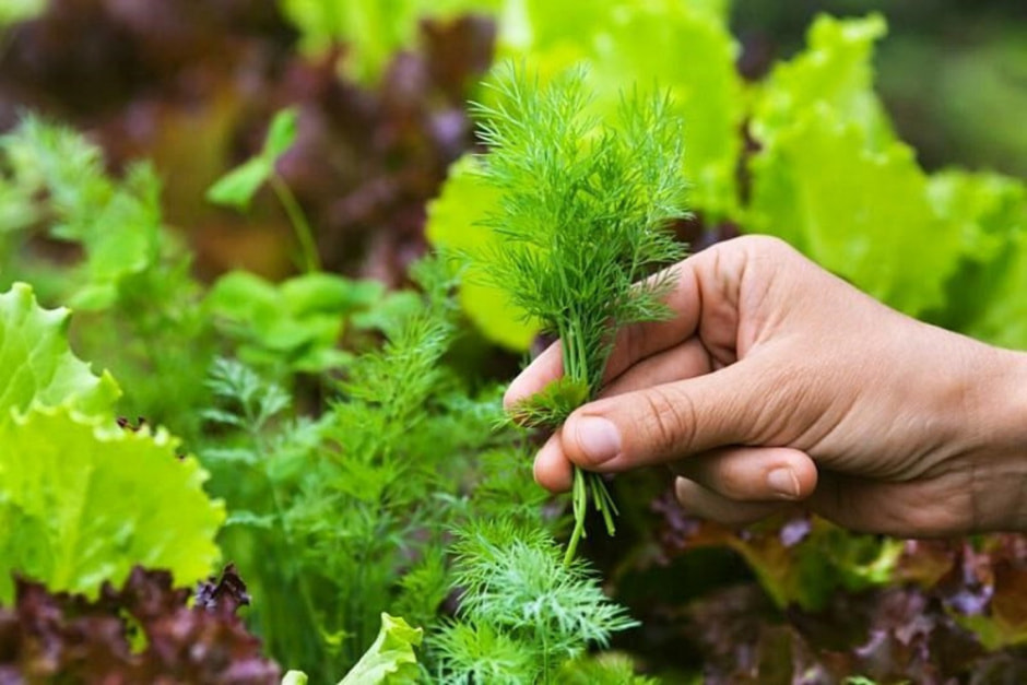 Что делать с грядками после окончания дачного сезона 2.jpg