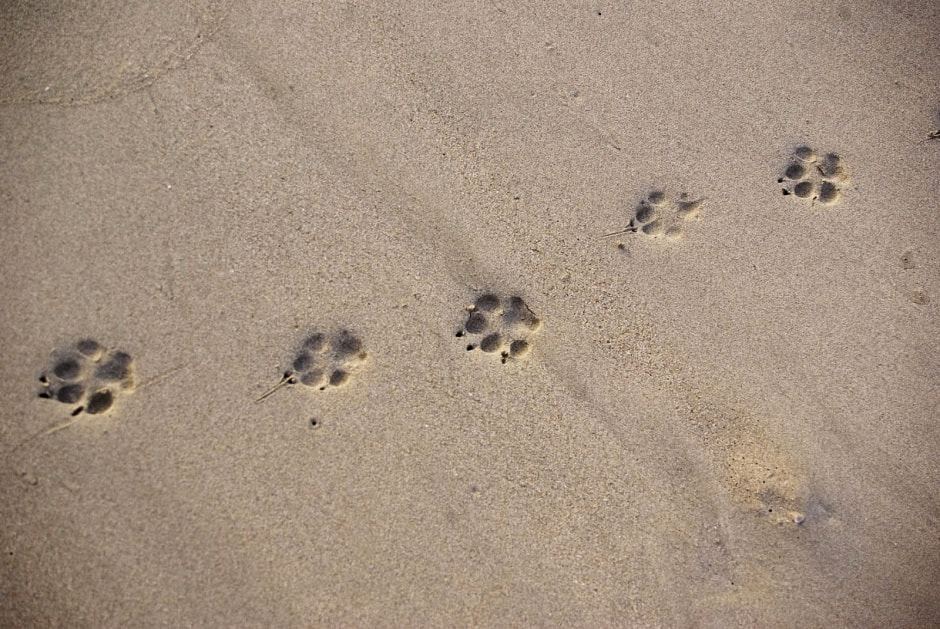 Следы животных 2.jpg