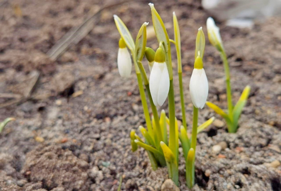 Первоцветы 6_Подснежник.jpg