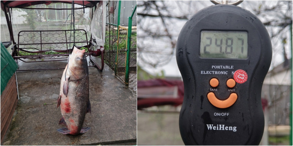 Огромный толстолобик