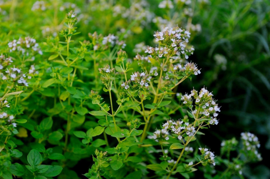 Травяные сборы в Беларуси 5.jpg