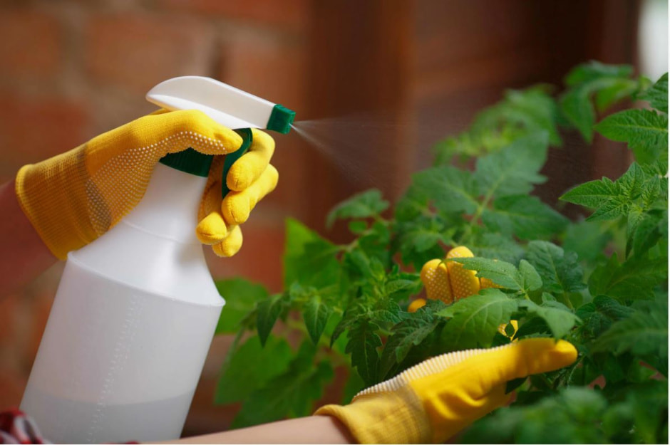 пырскаем листья